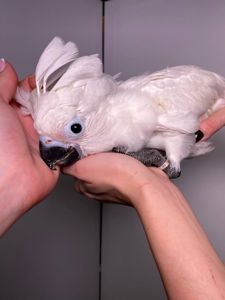 Какаду альба, білий какаду, ручний викормиш какаду, папуга з документами та кільцем