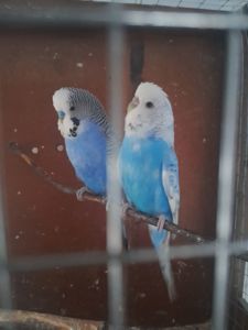 Продам перебитых Чехов