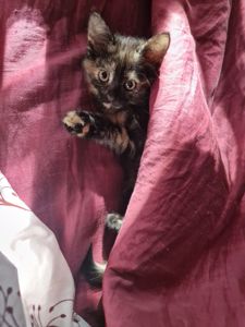 КотоПринцеса кольору шоколаду та кави з молоком