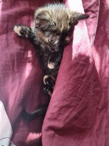 КотоПринцеса кольору шоколаду та кави з молоком