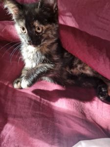 КотоПринцеса кольору шоколаду та кави з молоком