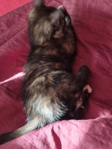 КотоПринцеса кольору шоколаду та кави з молоком