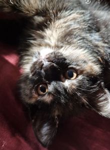 КотоПринцеса кольору шоколаду та кави з молоком