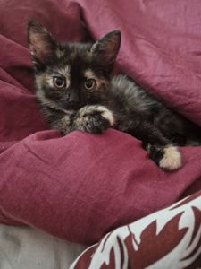 КотоПринцеса кольору шоколаду та кави з молоком
