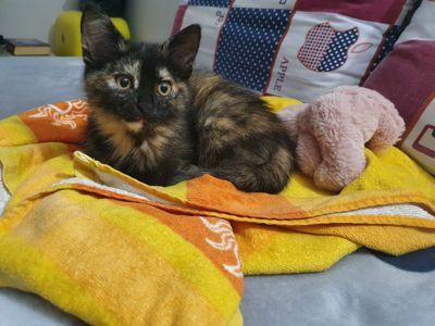 КотоПринцеса кольору шоколаду та кави з молоком