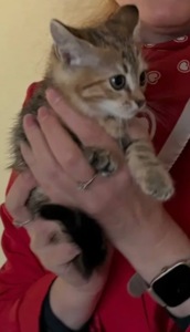Кошеня дівчинка