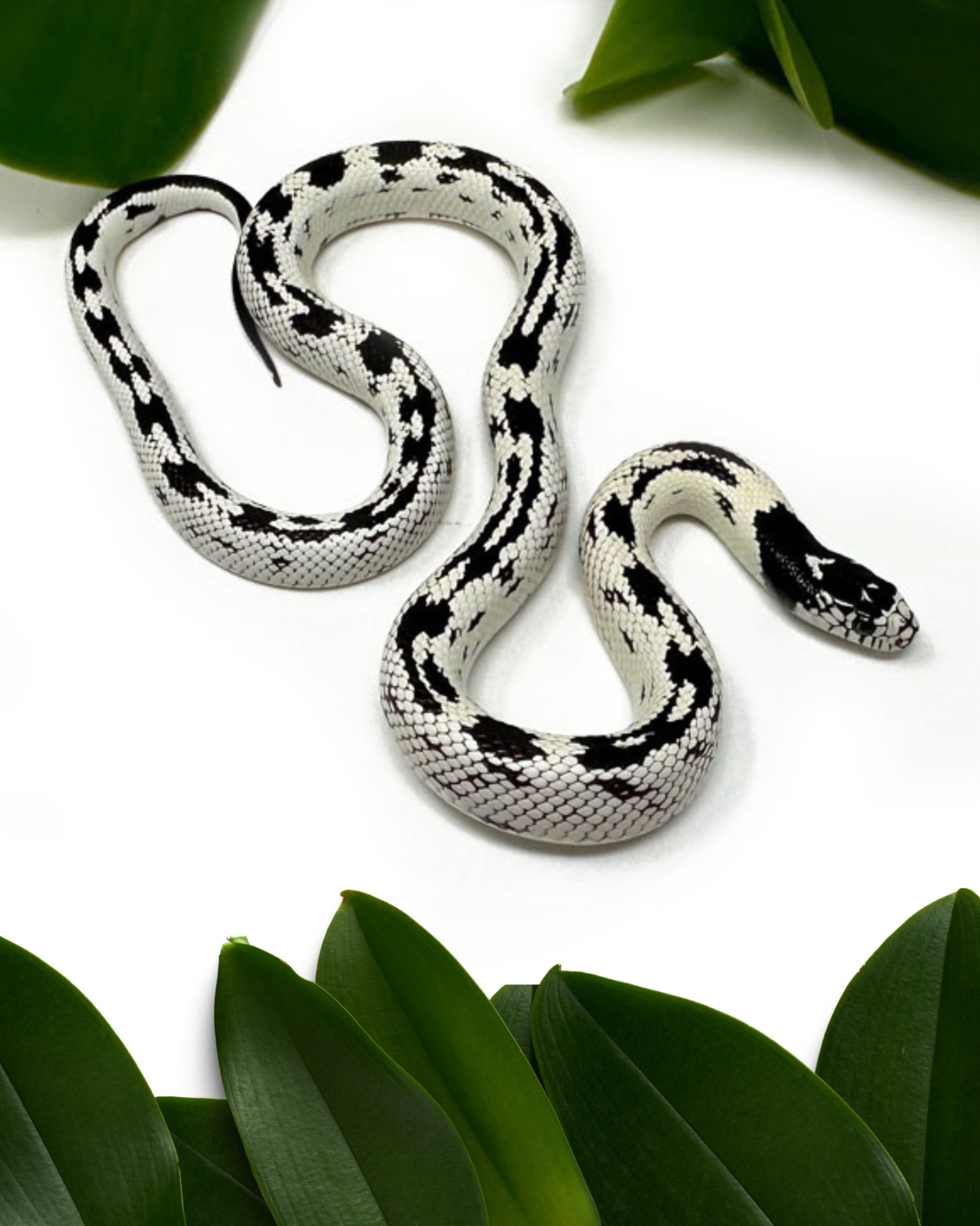 Каліфорнійська королівська змія ручна неотруйна