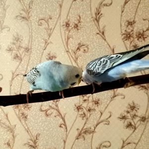 Хвилясті папуги