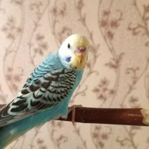 Хвилясті папуги