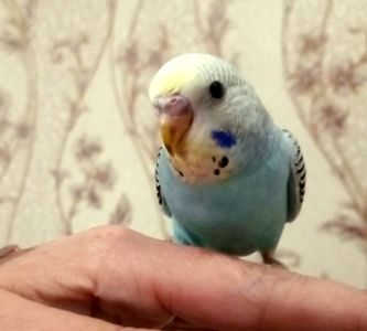 Хвилясті папуги