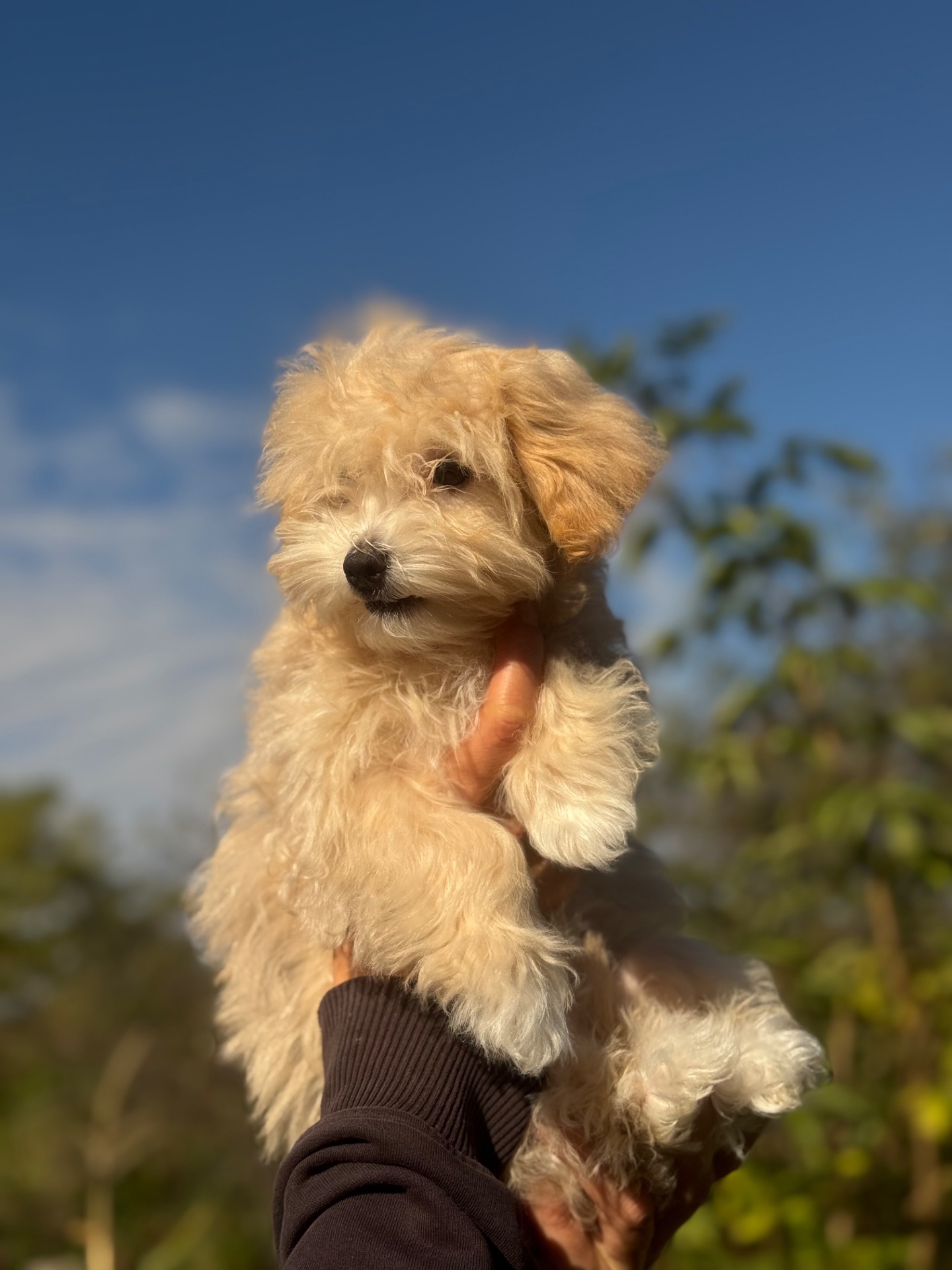 Мальтіпу ф1 міні дівчинка