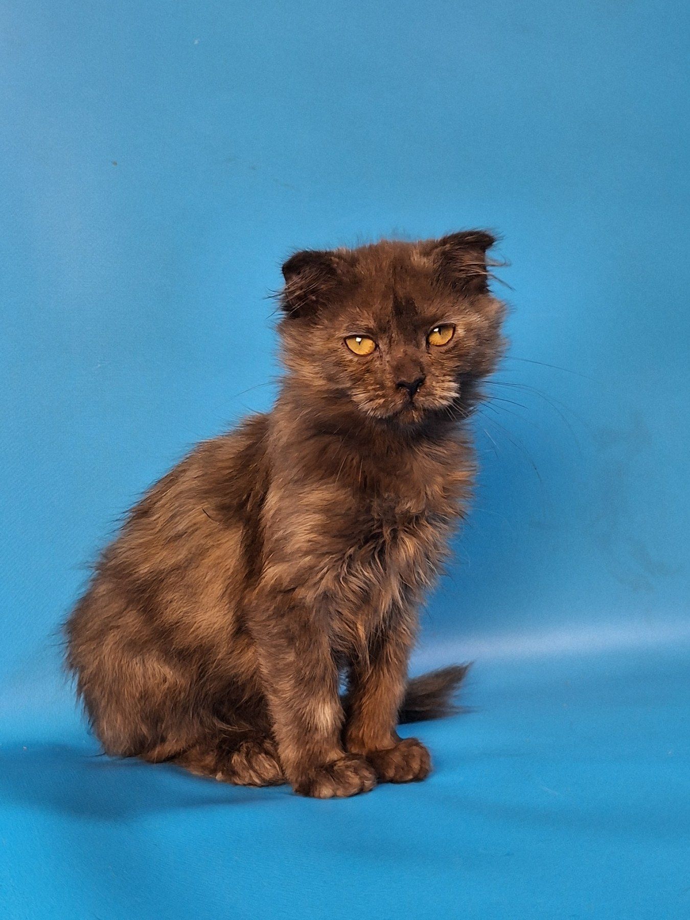 Тая, 3 місяці