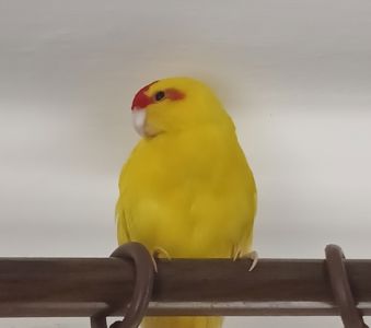Жовтий какарик, новозеландський стрибучий папуга