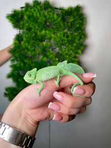 Єменський хамелеон, хамелеон зі шлемом, зелений йеменський хамелеон,