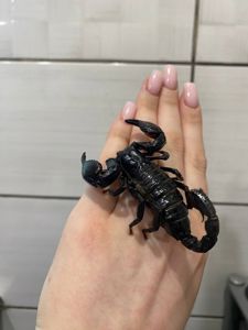 Декоративний скорпіон, скорпіон ручний, домашній скорпіон, чорний скорпіон