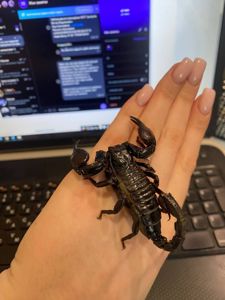 Декоративний скорпіон, скорпіон ручний, домашній скорпіон, чорний скорпіон