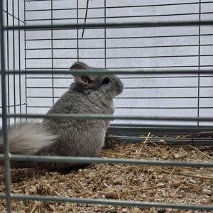Пропоную хлопчика білий Вільсон сріблястий