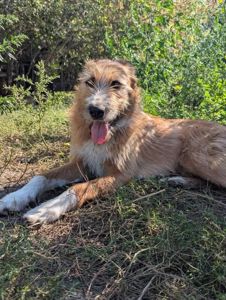 Песик Тобік шукає родину
