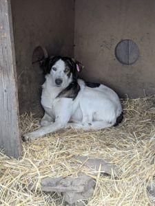 Песик Арчі шукає родину