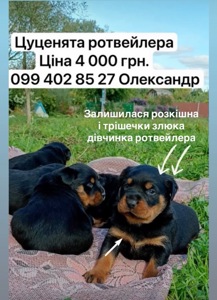 Цуценята ротвейлера
