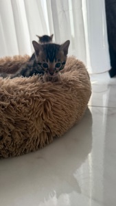 Бронь чистокровных бенгалов котят