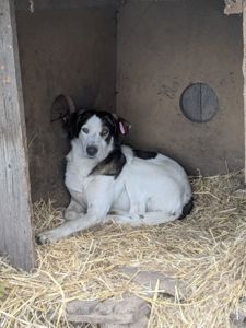 Песик Арчі шукає родину