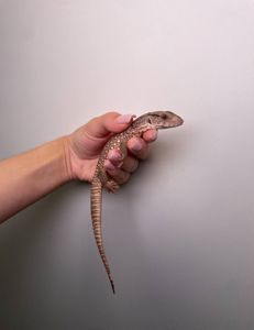 Капський варан, ящір варан, степовий варан, величний варан для дому