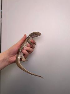 Капський варан, ящір варан, степовий варан, величний варан для дому