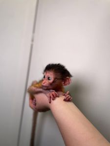 Золотистий мангобей, мавпа мангобей, домашня мавпа, золотий мангобей