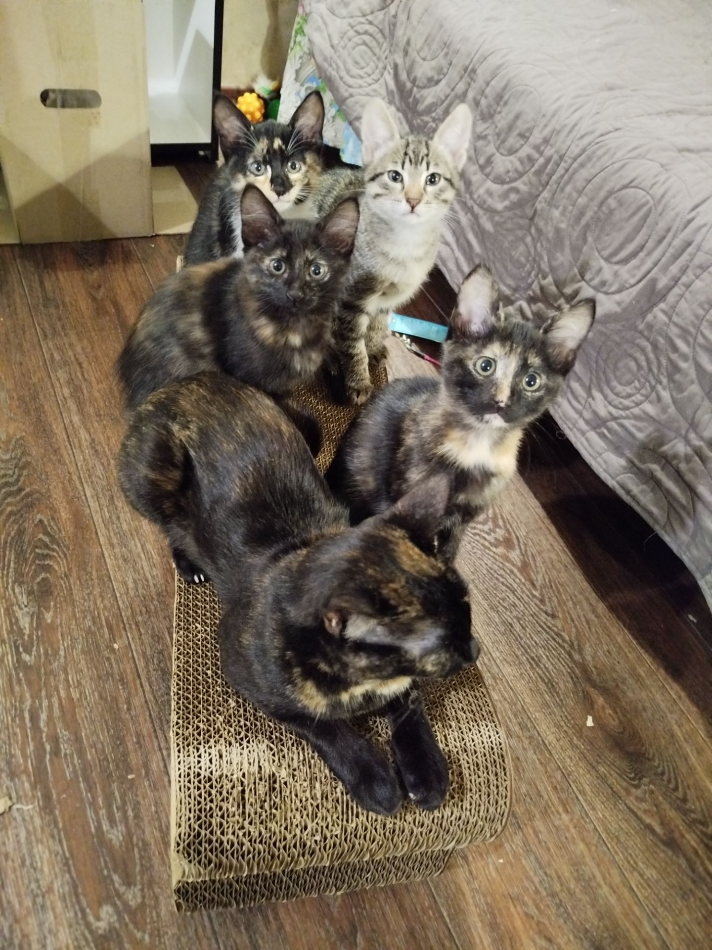 Кошенята ( Мама - Єгипетська мау)