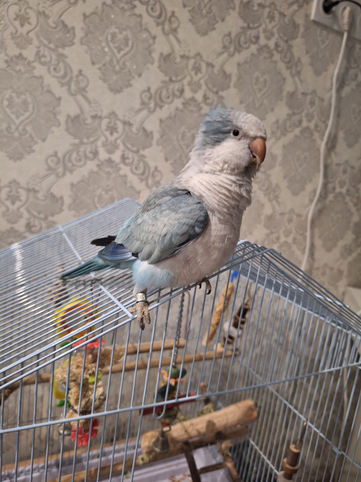 Ручний Калита квакер монах з кліткою