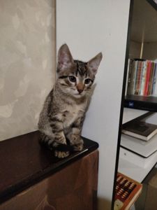 Кошенята ( Мама - Єгипетська мау)