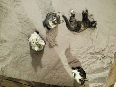 Кошенята ( Мама - Єгипетська мау)