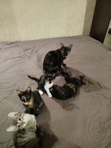 Кошенята ( Мама - Єгипетська мау)