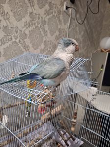 Ручний Калита квакер монах з кліткою