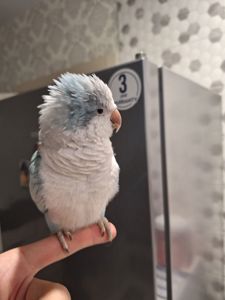 Ручний Калита квакер монах з кліткою