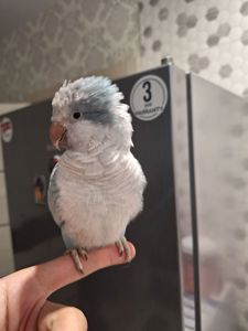 Ручний Калита квакер монах з кліткою