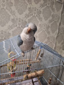 Ручний Калита квакер монах з кліткою