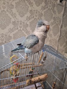Ручний Калита квакер монах з кліткою