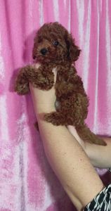 Щенки Той пудель с документами клуба ККУ