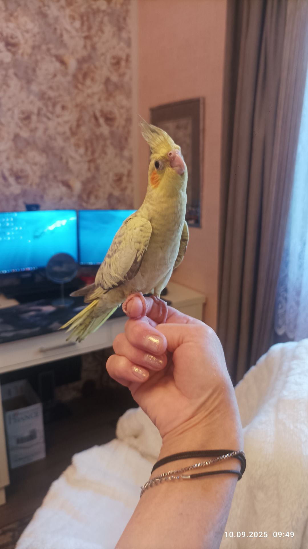 Корелла. Молоді, ручні пташки