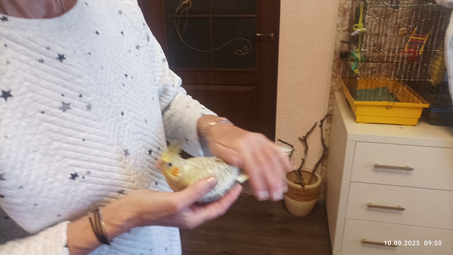 Корелла. Молоді, ручні пташки