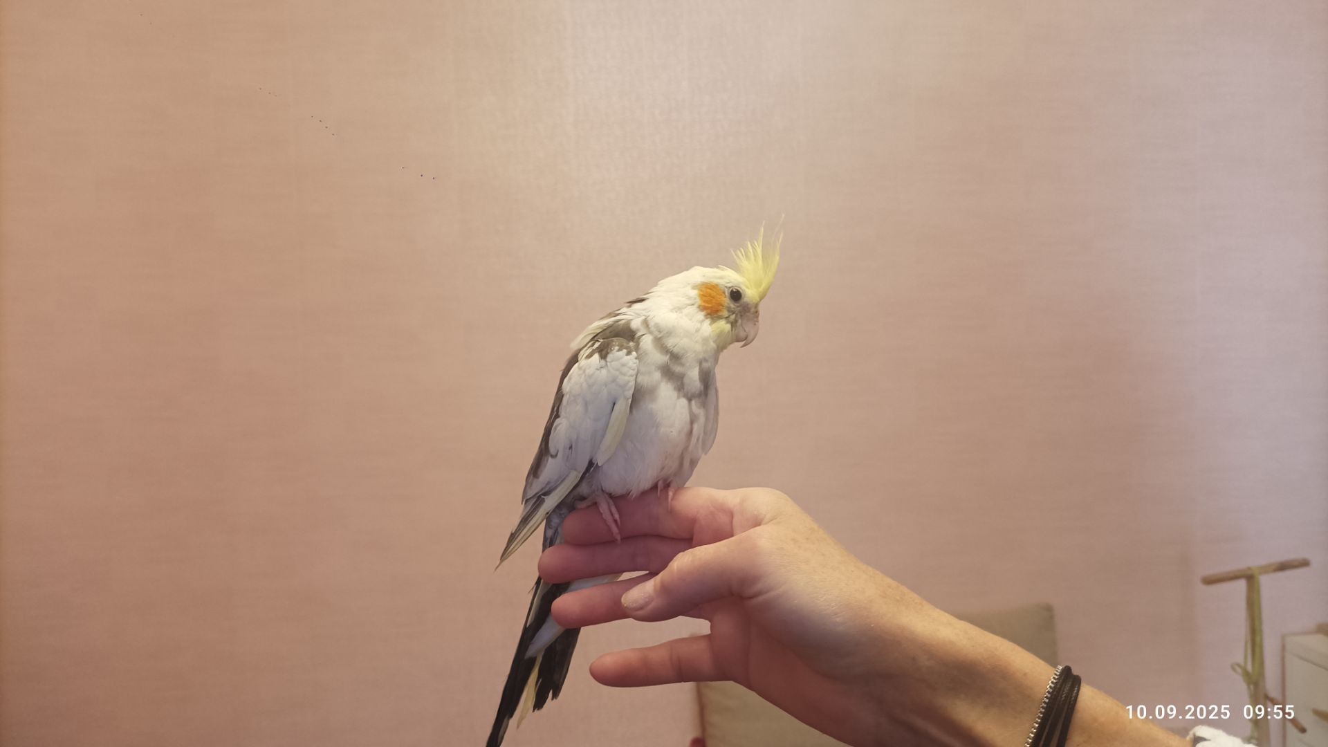 Корелла. Молоді, ручні пташки