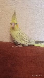 Корелла. Молоді, ручні пташки
