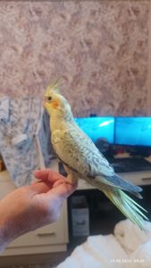 Корелла. Молоді, ручні пташки