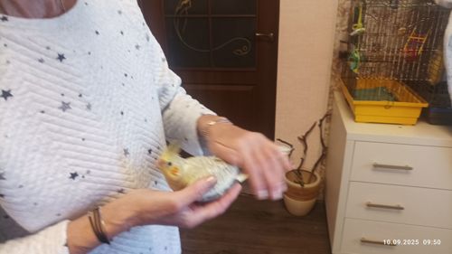 Корелла. Молоді, ручні пташки