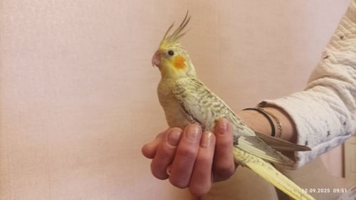 Корелла. Молоді, ручні пташки