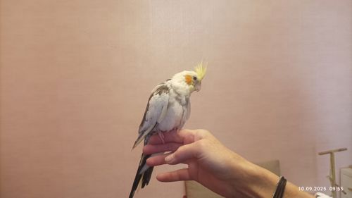 Корелла. Молоді, ручні пташки