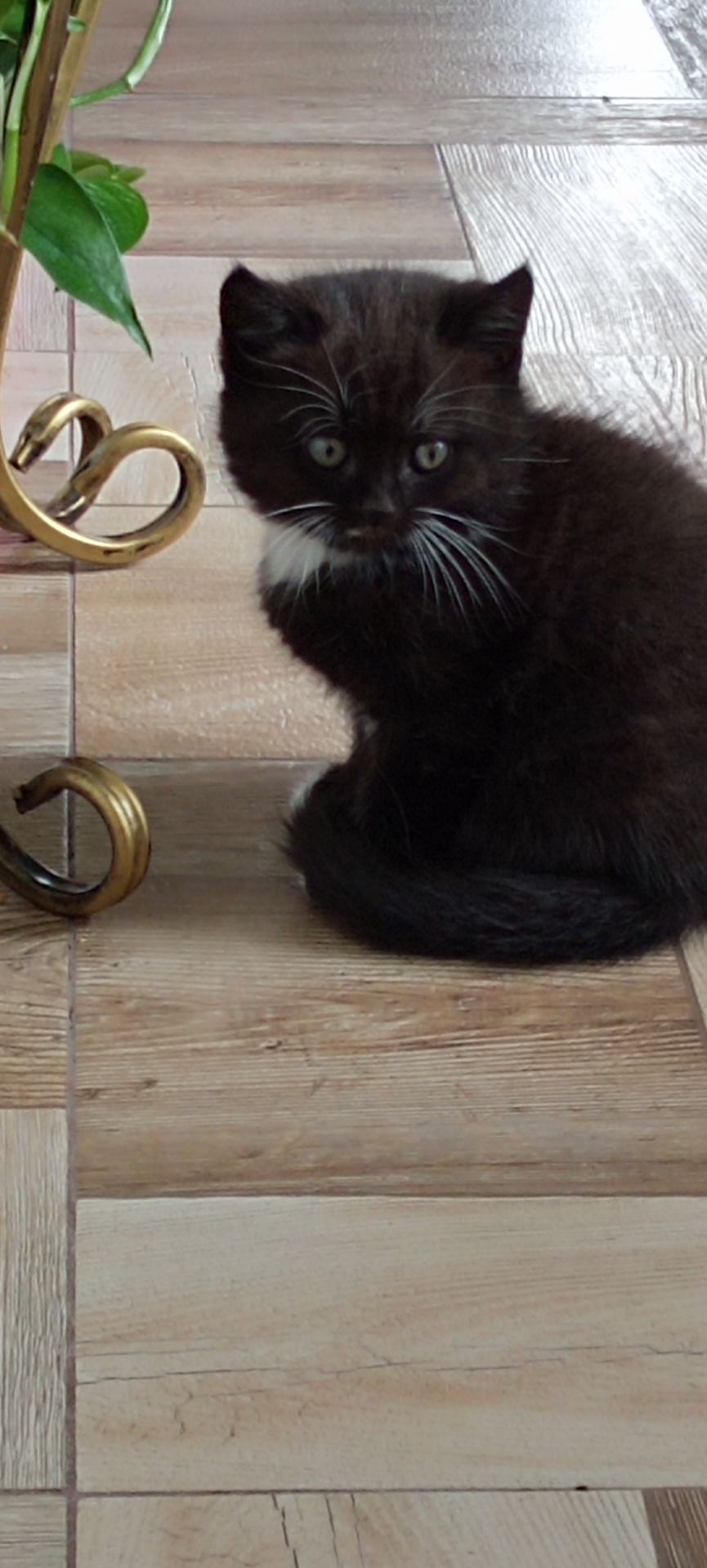 Кошеня