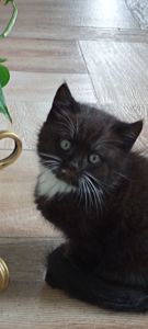 Кошеня